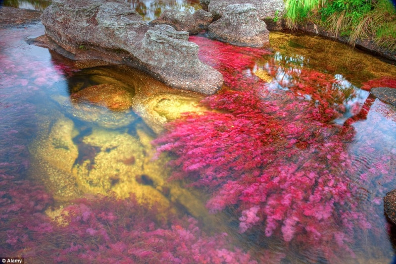 Tới Cano Cristales ngắm rặng san hô đa sắc màu như truyện cổ tích