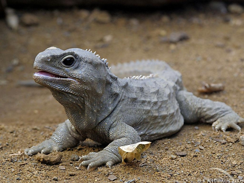 Thằn lằn Tuatara