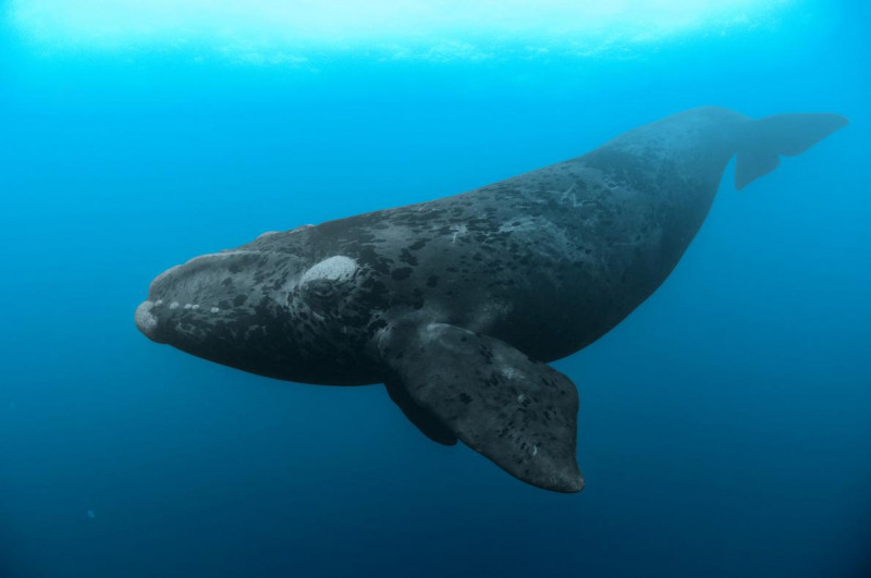 Cá voi đầu bò Bắc Thái Bình Dương
