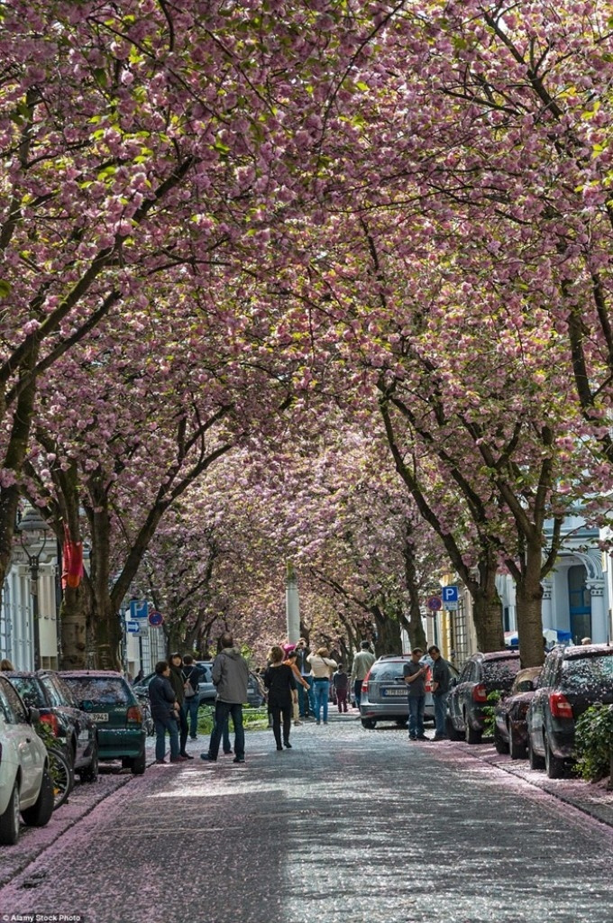 Đường cây anh đào, Bonn, Đức