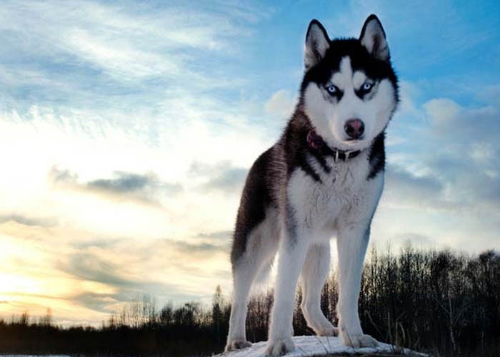 Husky nhìn có vẻ dữ hơn Alaska một tý nhưng chúng thật ra lại hiền lành ngược với vẻ bề ngoài