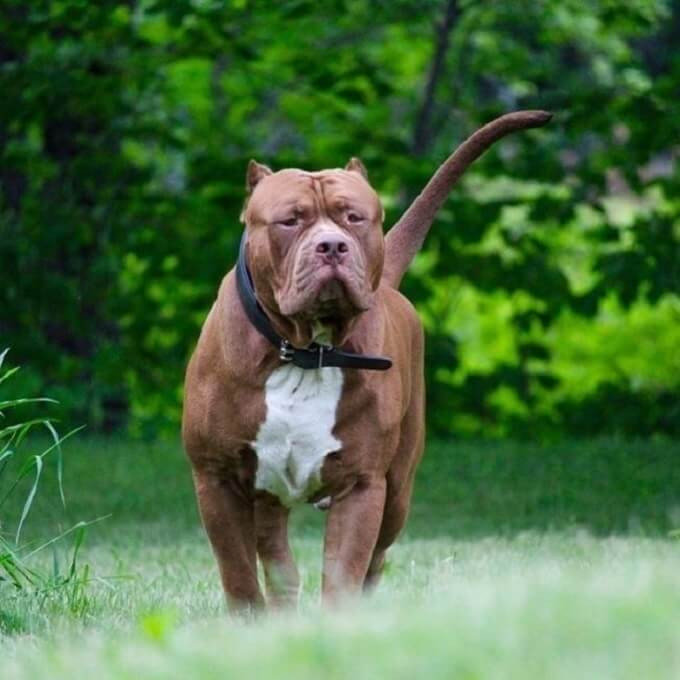 Pitbull là giống chó dữ dằn nếu huấn luyện tốt thì nó thật sự hiền lành, gần gũi và đáng nuôi nhất
