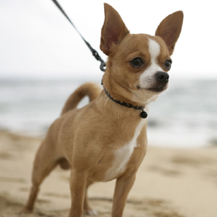 Chihuahua lông ngắn