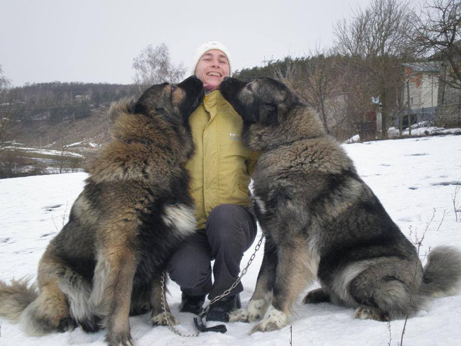 Caucasian Ovchatka là loài chó cực kỳ trung thành