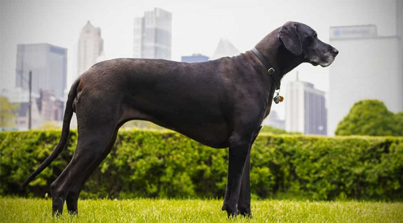 Great Dane là loài chó cao nhất Thế giới
