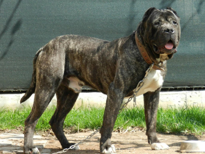 Presa Canario nổi tiếng bởi tính cách không biết sợ hãi