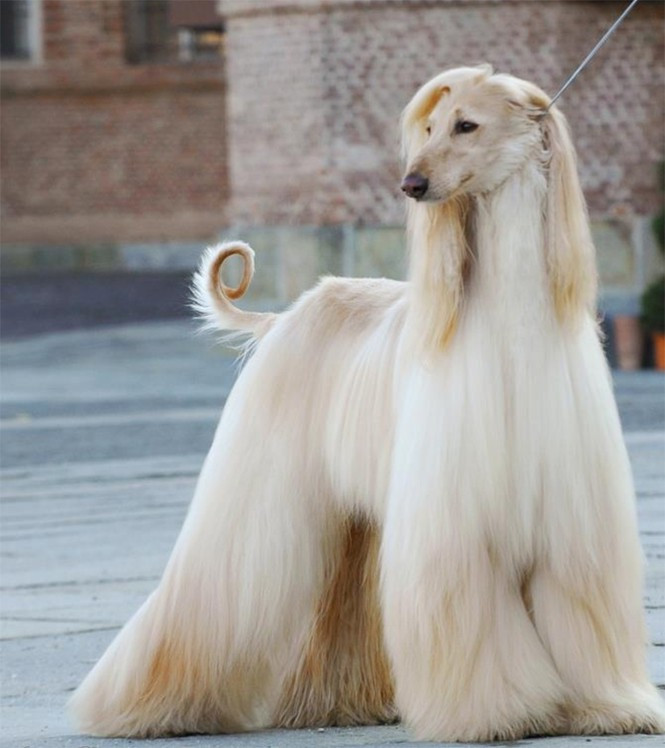 Chó săn Afghanistan sở hữu bộ lông dày, dài và mượt mà