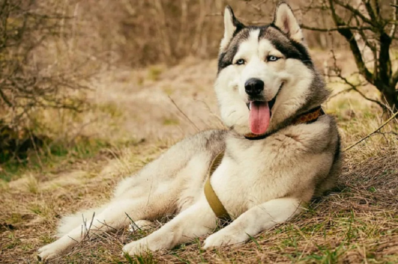 ﻿﻿﻿﻿Chó Eskimo Canada hay còn được gọi với cái tên khác là chó Canada Inuit