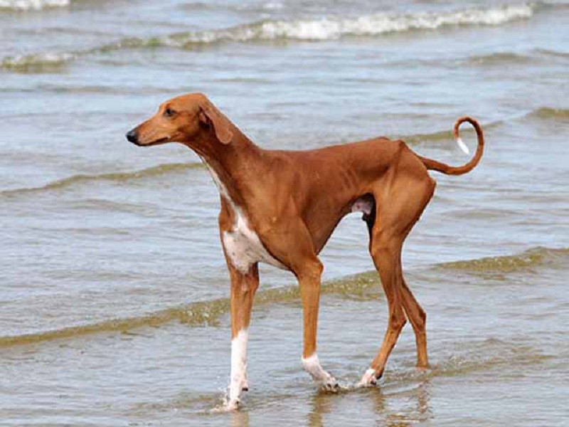 ﻿﻿Chó Azawakh ﻿là giống chó được đặt tên theo vùng thung lũng Azawakh ở sa mạc Sahara