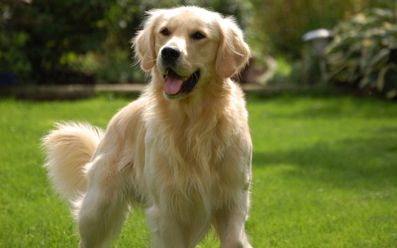 Golden Retriever là giống chó có kích thước trung bình.