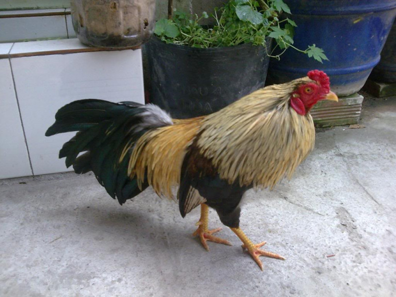 Giống gà này phổ biến tại khu vực miền Nam, đặc biệt là Tây Nam bộ