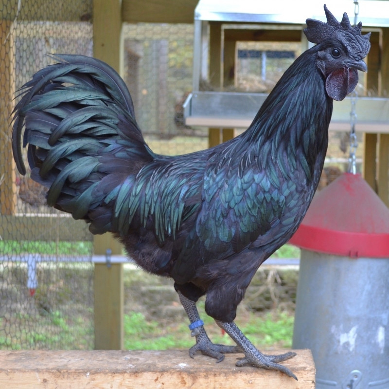Giống gà đen đến từ đảo Java của Indonesia sở hữu một màu đen 