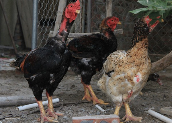 Trong số những giống gà quý hiếm ở Việt Nam, gà Hồ có lẽ là loài gà có trọng lượng lớn nhất, tối đa có thể lên tới 10kg.