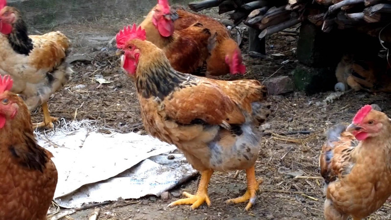 Gà Mía, loài gà nổi tiếng thường được dùng làm lễ vật dâng thần thánh, cung tiến vua chúa ngày xưa