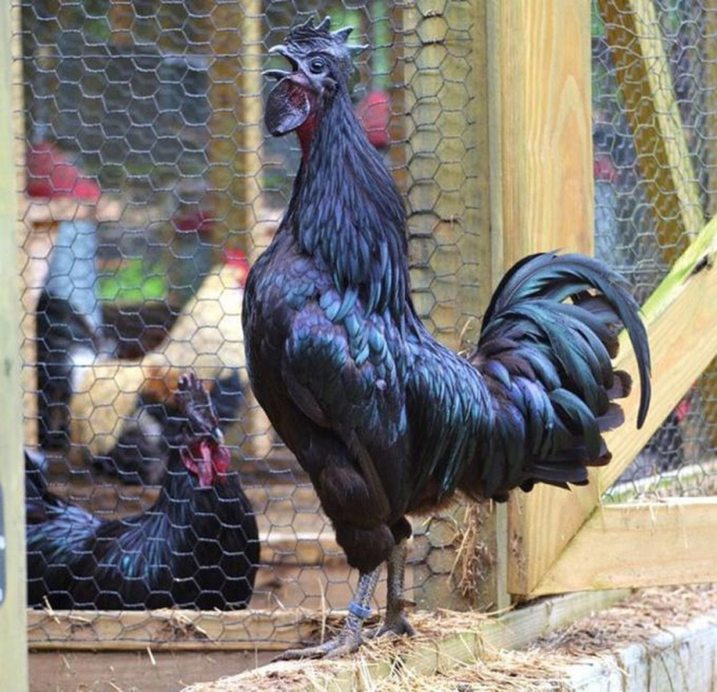 Giống gà H’Mông là giống gà quý hiếm, có đặc điểm là thịt đen, xương đen,