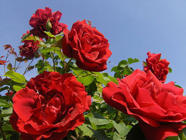Hoa hồng nhung – Hoa hồng cổ bông lớn
