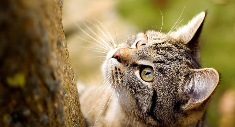 Mèo American Wirehair