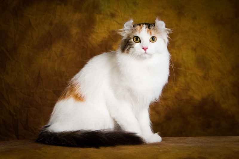 Giống mèo American Curl