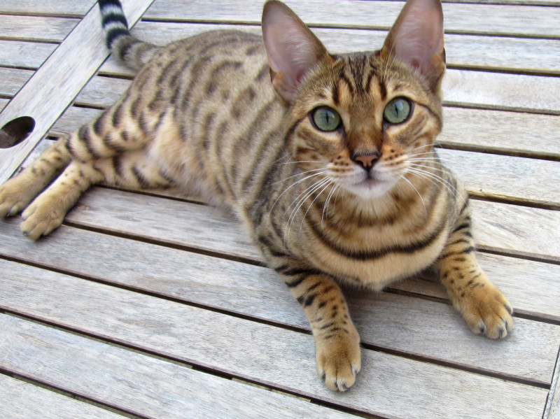 Mèo Bengal