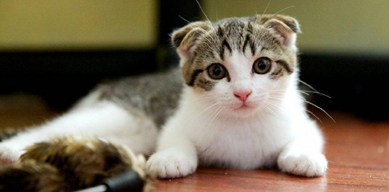 Mèo Scottish Fold