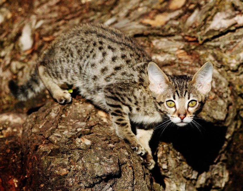 Mèo Savannah