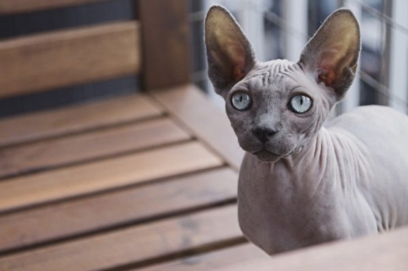 Mèo Ai Cập hay mèo Sphynx