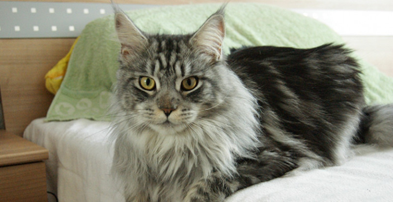 Mèo Maine Coon