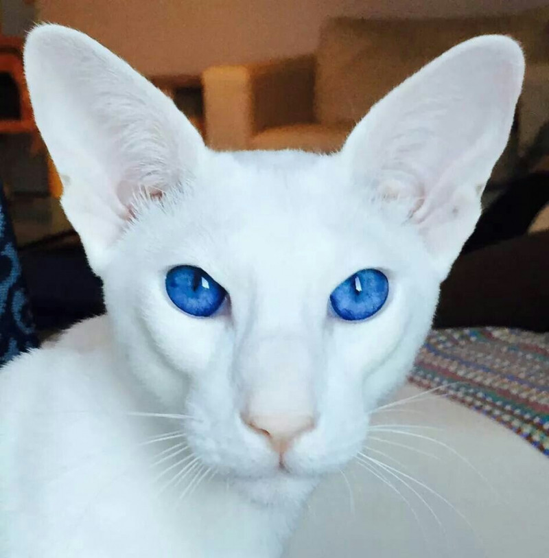 Màu lông trắng muốt của mèo Oriental