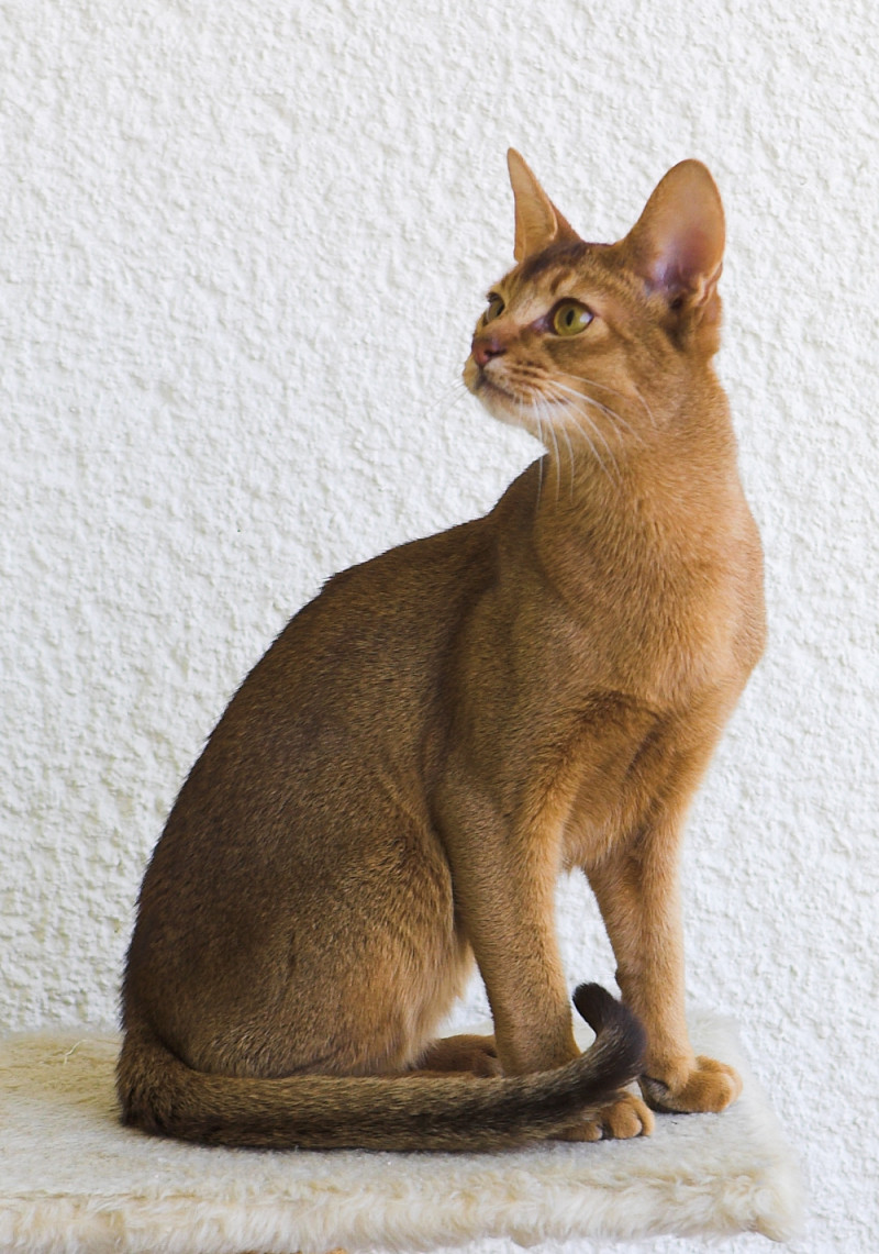 Mèo lông ngắn Abyssinian