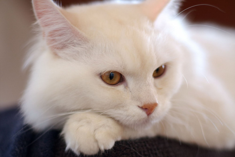 Giống mèo này có bộ lông trắng muốt