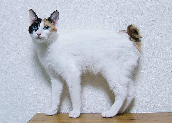 Mèo Japanese Bobtail