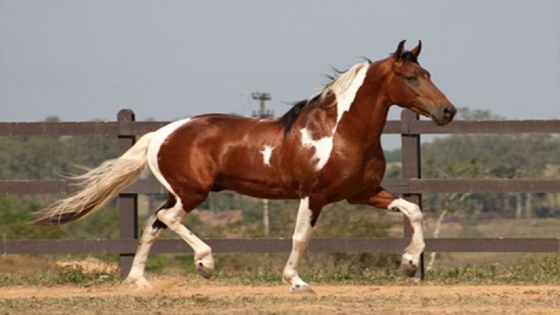 Đây là một trong những giống ngựa năng động và mạnh mẽ nhất trên khắp thế giới.