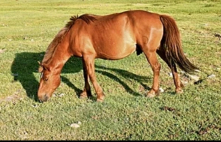 Ngựa Mông Cổ - Thiên Lý Mã