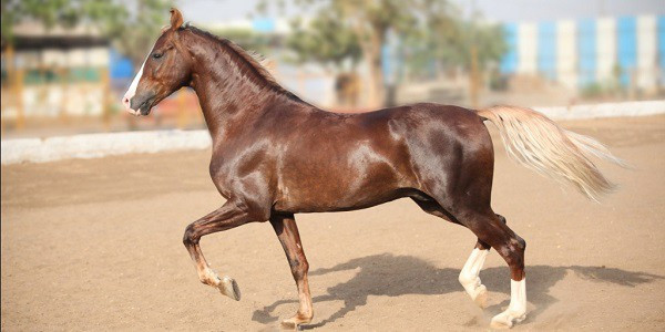 Giống ngựa Marwari hay Malani được mệnh danh là giống ngựa chiến