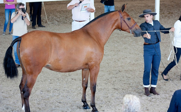 Ngựa Andalucia