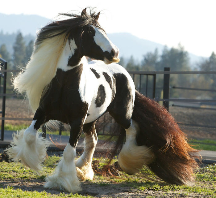 Ngựa Gypsy hay còn gọi với cái tên khác là ngựa Di-gan