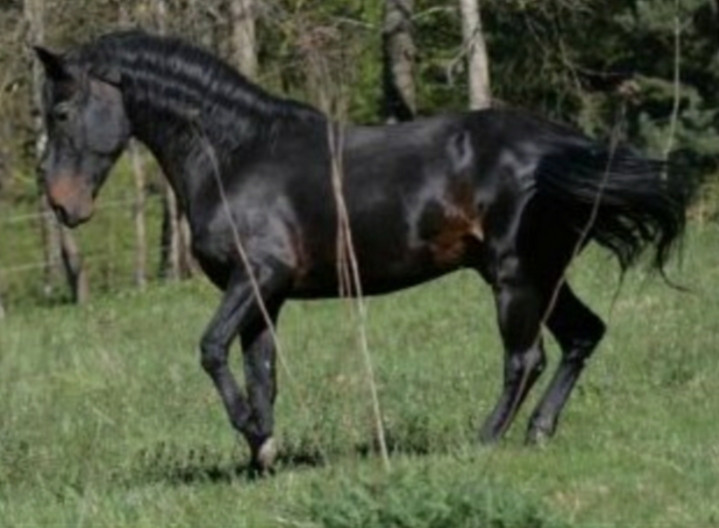 Ngựa Cabardin