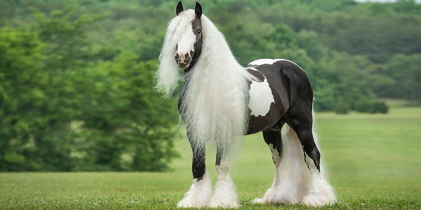 ﻿Ngựa Gypsy được đánh giá là một giống ngựa tốt với cơ bắp chắc chắn, thân hình khỏe mạnh