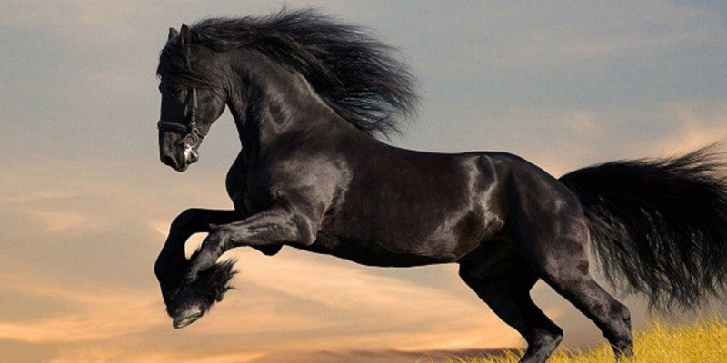 Ngựa Friesian được đánh giá là giống ngựa nổi tiếng bởi sự nhanh nhẹn, bước chân kiệu