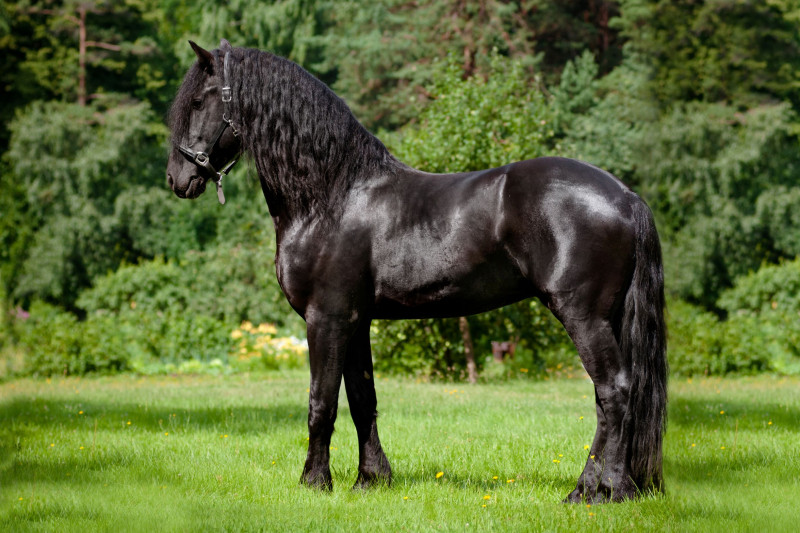 Friesian là một giống ngựa có nguồn gốc từ Friesland, Hà Lan