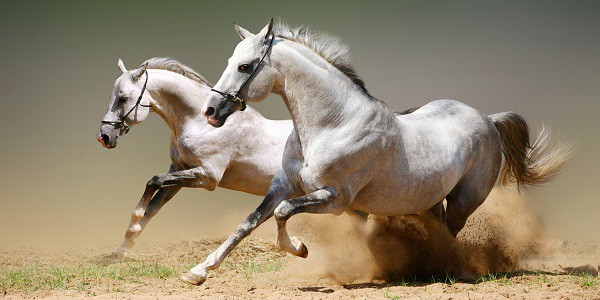 Ngựa Arabian hay ngựa Ả Rập là nhà vô địch của tất các loài chiến mã
