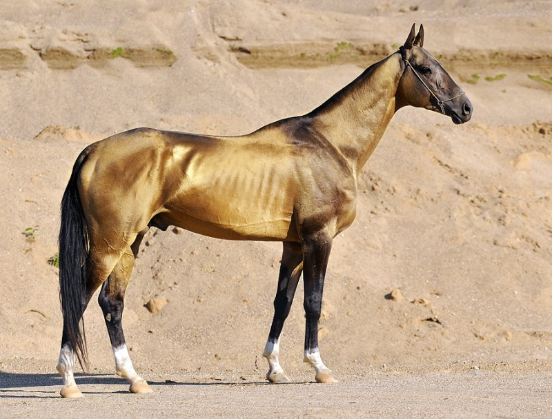 Ngựa Akhal - Teke