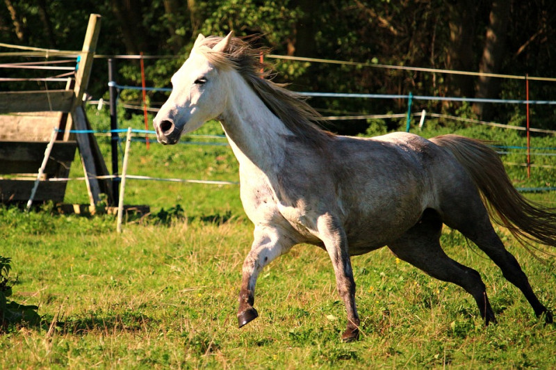 ﻿Mọi người thường mê mệt vẻ đẹp của một chú ngựa Ả Rập bởi vẻ đẹp duyên dáng, mảnh khảnh nhưng vẫn khỏe mạnh và thanh lịch