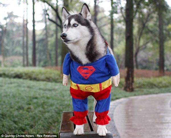 Khi thú cưng làm siêu anh hùng