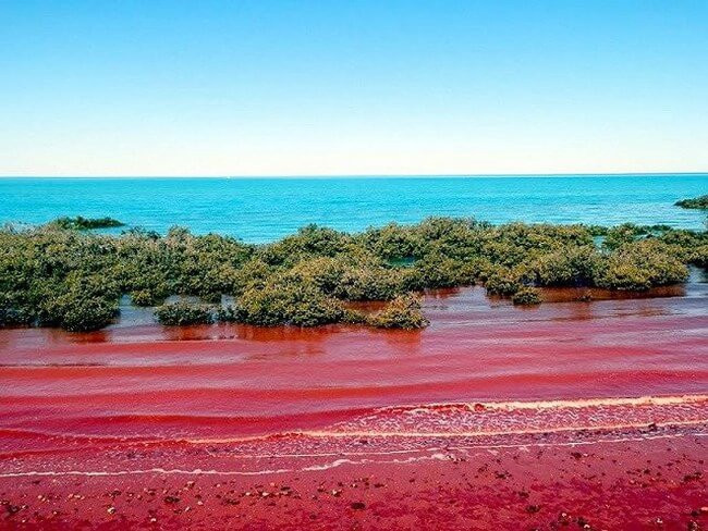 Là một hiện tượng kỳ lạ và khá đẹp, thế nhưng, thủy triều đỏ lại gây hại cho các sinh vật sống