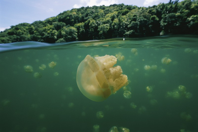 Hồ Jellyfish mệnh danh là ngôi nhà khổng lồ của hàng triệu con sứa