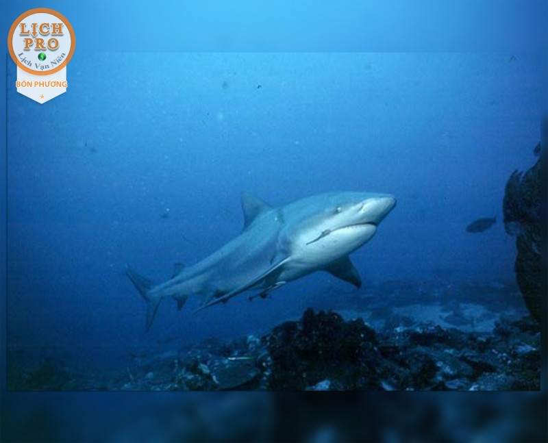 Ở đây mọi người sẽ có cơ hội gặp những loài cá quí hiếm như cá mú, cá mập San hô Caribe