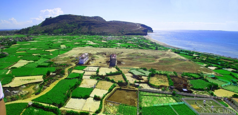 Những ruộng tỏi xanh mướt đảo Lý Sơn