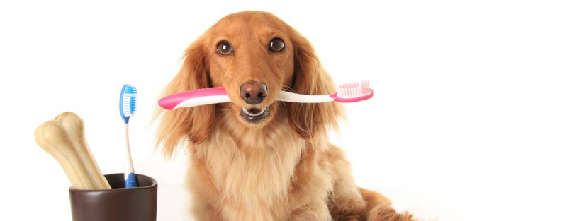 Kem Đánh Răng PPP Dental Gel có thể dùng để đánh răng hoặc cho thú cưng trực tiếp liếm để tự làm sạch khoang miệng mà lại cực kì an toàn, không gây độc hại cũng như không cần súc miệng sau khi sử dụng.