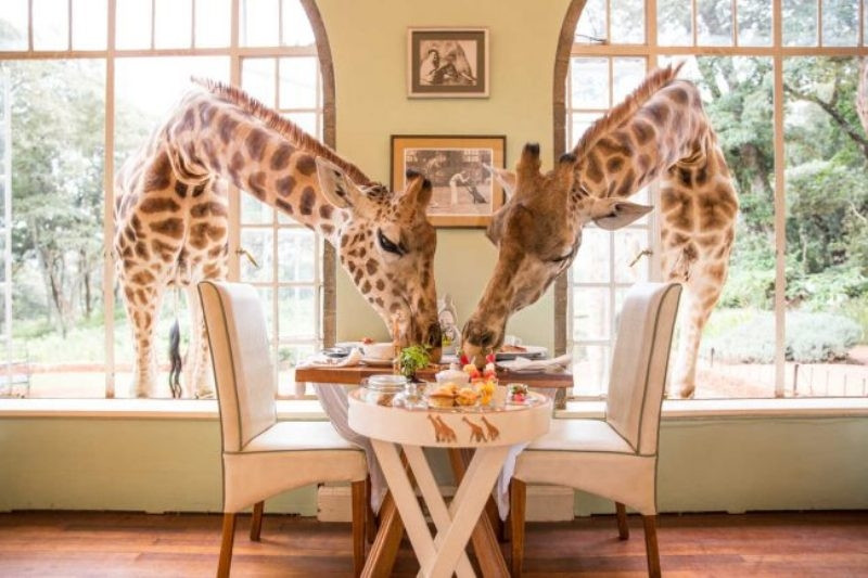 Khách sạn Giraffe Manor - Kenya